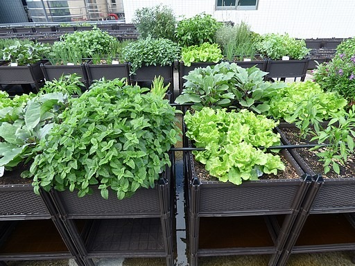 有機蔬菜箱綠屋頂案例